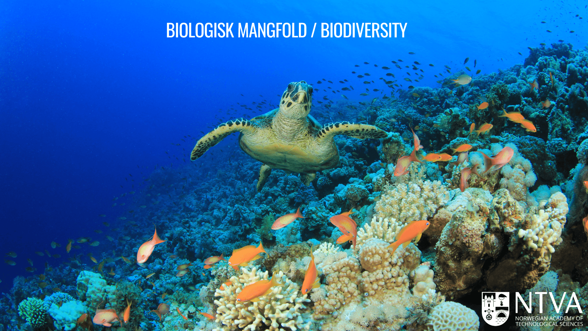 Picture of Biologisk mangfold/Biodiversity