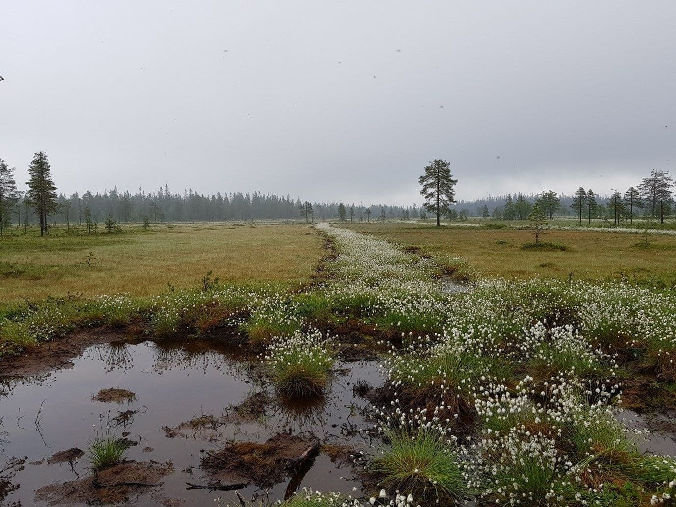 Picture of Tap av natur har satt restaurering på dagsorden:  Er det mulig å reparere ødelagt natur?